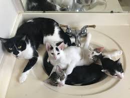 I modsætning til folkelig tro kan katte ikke leve godt alene, udenfor. Woman Finally Gains Feral Cat S Trust After 3 Years And Saves Her Just Time