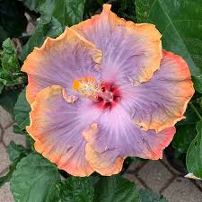 Image result for Hibiscus calyphyllus