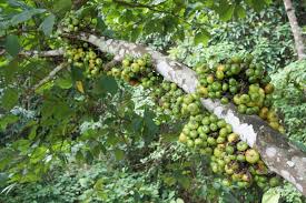Philippine fruit, lansones, my favorite of all fruits in the world! 3 378 Philippines Fruit Photos Free Royalty Free Stock Photos From Dreamstime