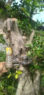 Jual Bonsai Kimeng Bukalapak Com Cek Harga Di Pricearea Com