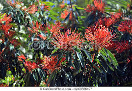 We did not find results for: Red Flowers Of The Australian Native Tree Waratah Alloxylon Flammeum Family Proteaceae Also Known As The Red Silky Oak Canstock
