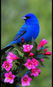 Nature Birds And Flowers Wallpaper Pin By Connie Baker On Animales Y Mascotas Beautiful Birds Most Beautiful Birds Pretty Birds