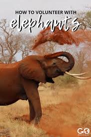How To Volunteer With Elephants Elephant African Wildlife Animals
