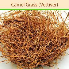 Huge collection, amazing choice, 100+ million high quality, affordable rf and rm images. Camel Grass Vettiver Mangalore Spice