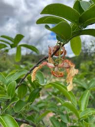 Image result for Monodora minor