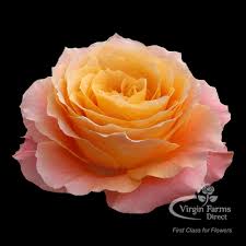 Check spelling or type a new query. Free Spirit Rose Virgin Farms High Quality Roses
