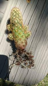 What happens when you water a cactus too much? New Cactus Is This Root Rot Or Just How The Base Is Got This From A Box Store And Was Taking The Soil Out Like I Was Advised To Do And This