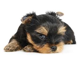 She ran toward me and i put my legs apart, thinking she'd get between them, but she hits. I Dropped My Puppy How To Check Your Puppy Houndgames