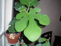 Led grow light bulbs, grow light panels, and led grow light strips are two inexpensive and popular options for indoor plants. My Little Italian Fig Tree