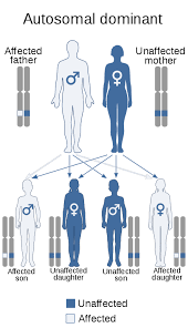 Human Genetics Wikiwand