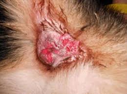 Early detection is key when dealing with cancer, so learn to spot the signs i discuss here: Perianal Fistulae In Dogs Veterinary Partner Vin
