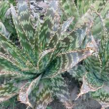 Image result for Aloe komatiensis