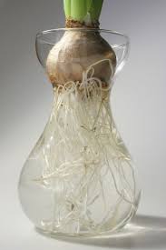 Growing Bulbs In Water Tips On Forcing Bulbs Indoors In Water