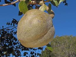 The mahogany tree is actually three species of tropical plants that can be grown in medium to large during this time, you will be able to notice the flowers, but instead, the fruit of the mahogany occurs. Swietenia Mahagoni West Indian Mahogany Native Plants Of North America