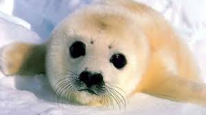 See cute baby animals pictures. Top 10 Cutest Baby Animals Youtube