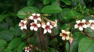 Image result for Strophanthus eminii