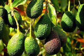 The avocado is a dense the flesh has a high oil content, up to 30%. 9 Of The Best Cold Hardy Avocado Trees Gardener S Path