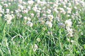 White Flowers In Grass Free Stock Photo Public Domain Pictures