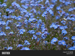 My classmate and i the embarracing moment : Small Blue Flowers Image Photo Free Trial Bigstock
