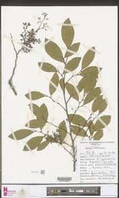 Image result for Dictyophleba ochracea