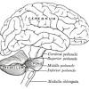 These nuclei all contribute to the various functions of cn x as well as the function of several. 1