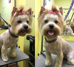 Table of contents how early can you start cutting a yorkie's hair? Pin On Yorkshire Terrier Hire Cut