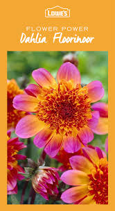 Transform Your Backyard In Time For The Summer With Colorful Easy Care Plants Flowers And Gardening Essentials From L Plants Lawn And Garden Planting Flowers