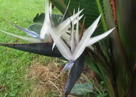 Image result for Strelitzia alba