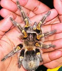 Check spelling or type a new query. This Is A Chaco Golden Knee Tarantula Her Name Was Coco And She Sadly Passed Away In December A Very Intriguing Pet In 2021 Vogelspinnen Spinne Vogel