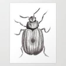 Black And White Insect Drawings Black And White Beetle Pencil Drawing Art Print Pencil Drawings Bugs Drawing Drawings