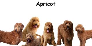 See more ideas about goldendoodle, puppies, cute animals. Golden Doodle Color Overtime Coloring
