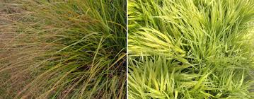 We did not find results for: Grasses Archives Lansdowne
