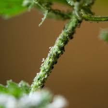 There are small white flying insects on my plant and usually appears on the underside of the leaves. How Do You Control Aphids On Indoor House Plants