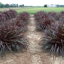 Maybe you would like to learn more about one of these? Pennisetum Regal Princess 38 Cells Pp25517 Liners From Emerald Coast Growers