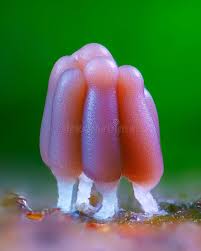 Image result for Stemonitis fusca