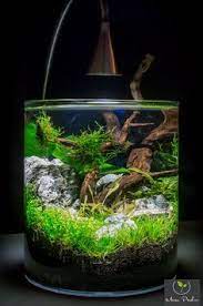 • save your favorite positions and return to them at the tap of a button. 10 Vase Tank Ideas Indoor Water Garden Planted Aquarium Nano Aquarium