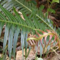Image result for Blechnum attenuatum
