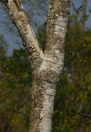 Image result for Steganotaenia