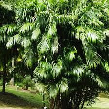 Image result for Usteria guineensis