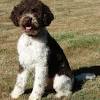 Lagotto romagnolo / italian water dog puppies available. 1