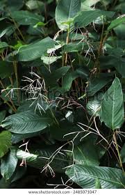 Image result for Marantochloa