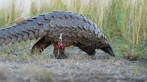 Start creating incredible laser shows. Die Ruckkehr Der Schuppentiere Pangolins In Sudafrika