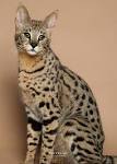 Savannah Cat Breeders - Savannah Cats, Bengal Cats For Sale