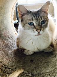 Последние твиты от lynx point cats (@catslynx). Capitalhumanesociety On Twitter Meet Mamasita A 2 Yr Old Lynx Point Siamese Domestic Short Hair Available For Adoption Come See This Beautiful Lady Today Adopt Cats Https T Co Ebh2dzxsyf