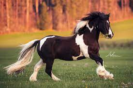 Find the perfect tinker pferd stock photos and editorial news pictures from getty images. Tinker Wallach Galoppiert Uber Die Wiese Pferd Bilder Foto Fotografie Fotoshooting Pferdefotografie P Pferde Fotografie Pferde Bilder Pferdefotos
