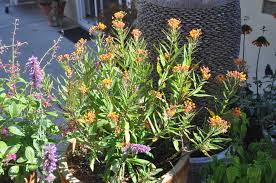 Image result for Asclepias curassavica