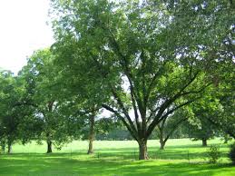 To produce fruit in half the time, farmers bud or graft seedlings onto established rootstock. Select Scab Resistant Pecan Varieties For Home Orchards