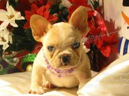 Do you have 3 123 092 просмотра • 13 июл. Beautiful Akc French Bulldog Puppies For Sale In Cincinnati Ohio Classified Americanlisted Com