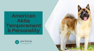 Each dog's tailset is unique. American Akita Temperament Personality Height Size Weight More