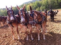 Hard Working Mules Animals Images Work With Animals Farm Animals
